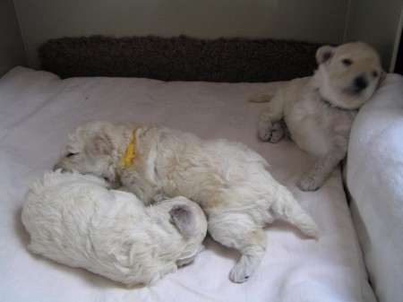 16. den Už vidíme...